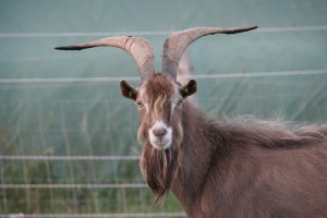 Thüringer Waldziegen Bock