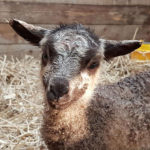 Lamm eines Shetlandschafs