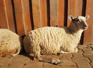 Shetlandschaf Lieselotte