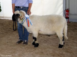 Walliser Schwarznasen Widder Balou MeLa 2018