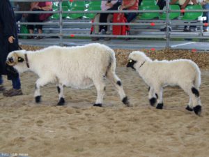 WSN Aue und Bocklamm 