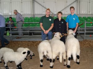 Valais Blacknose Sheep